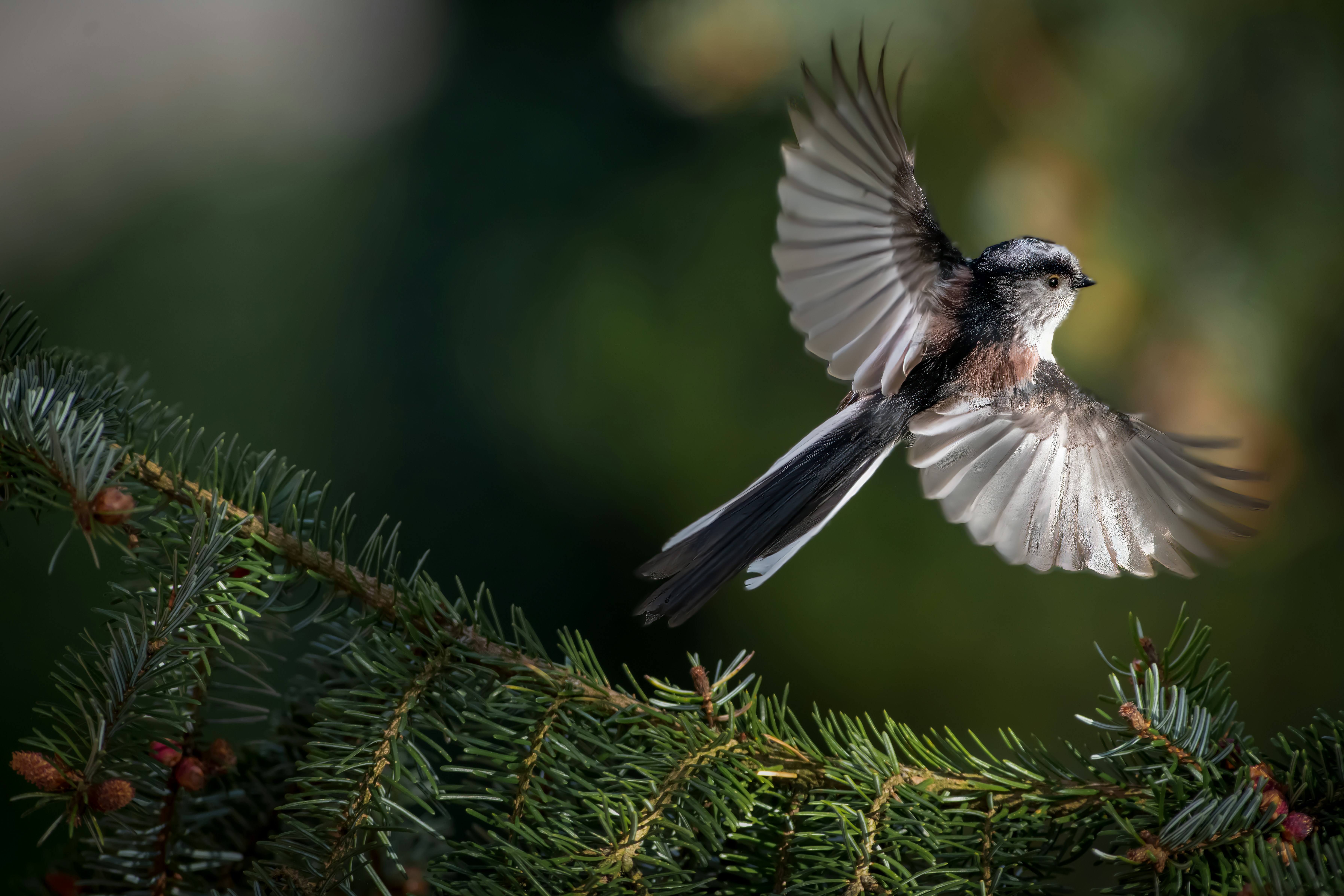 鳥と木の枝 鳥と木の枝 49662164-bird-nest-in-the-