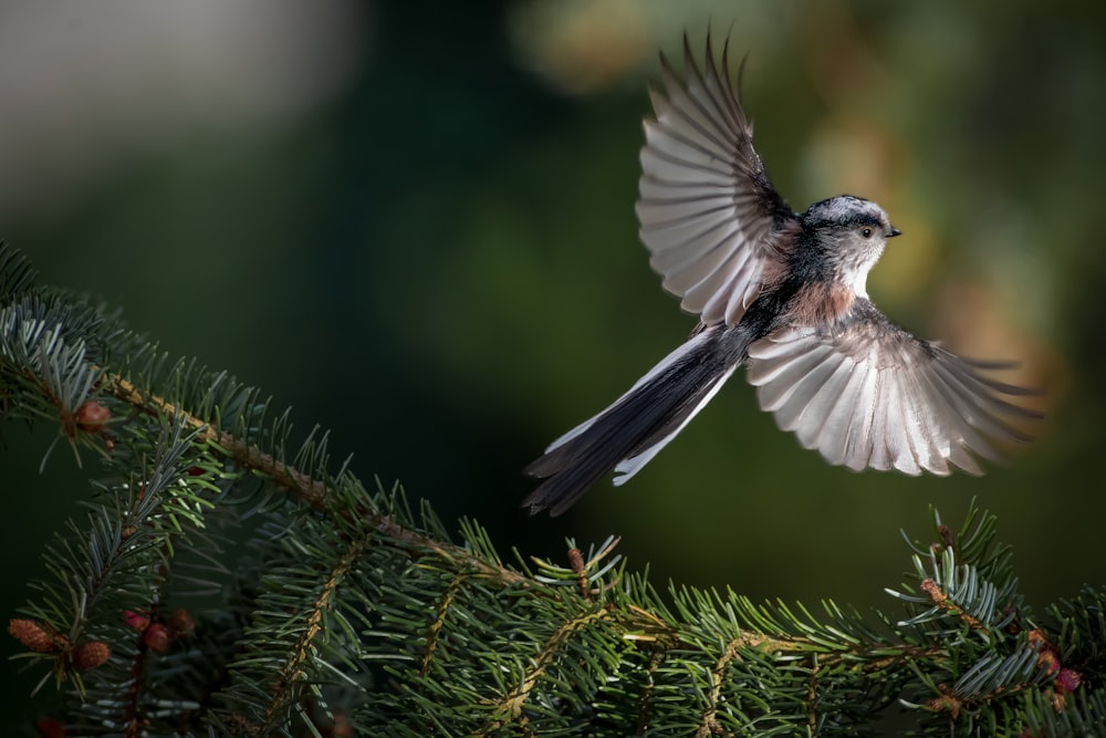 a small bird flying over a tree branch