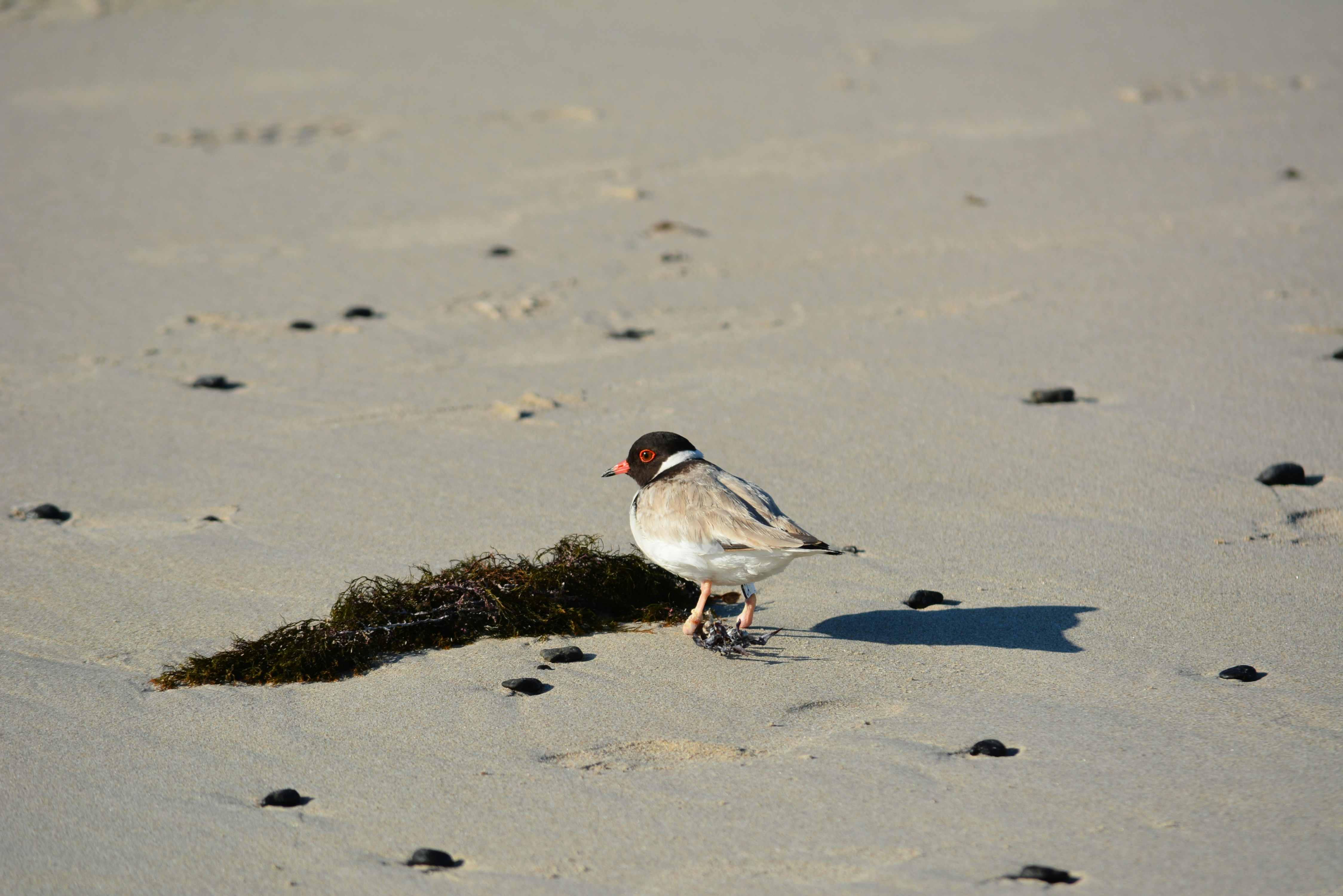 Un piccolo uccello in piedi sulla cima di una spiaggia sabbiosa