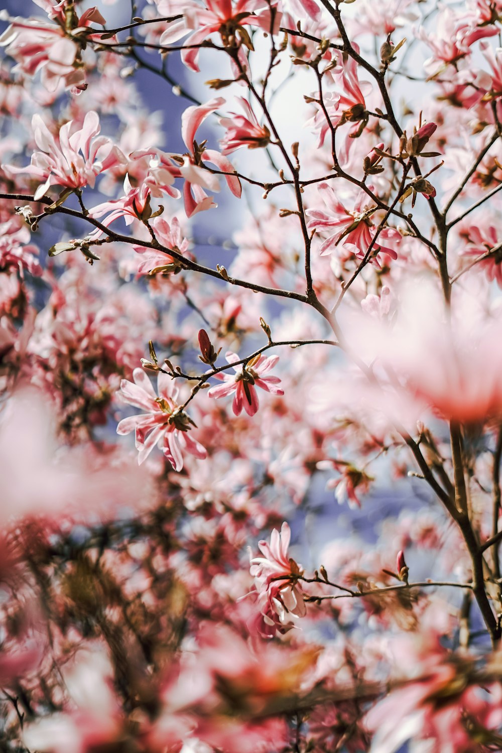 a close up of a tree with pink flowers