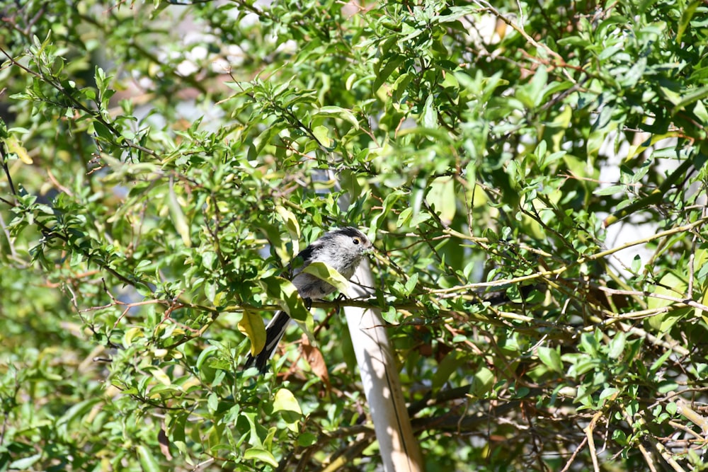 a small bird perched on top of a tree branch