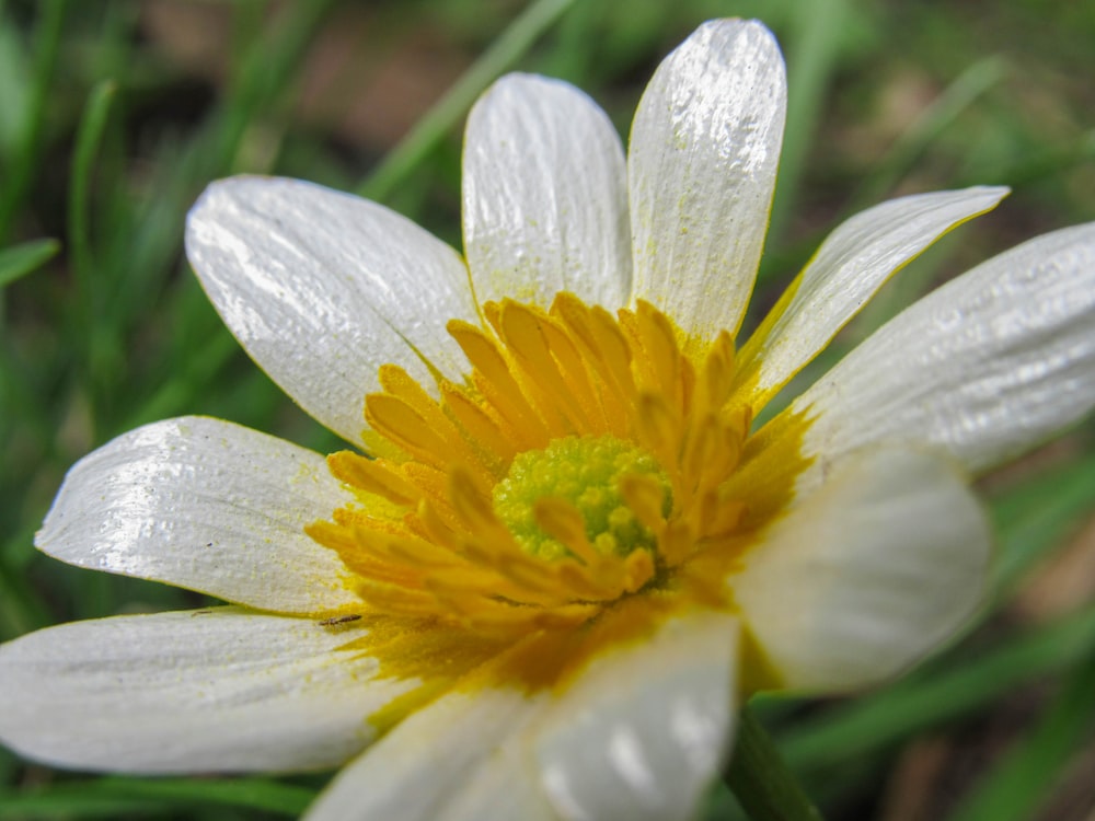 a close up of a white and yellow flower