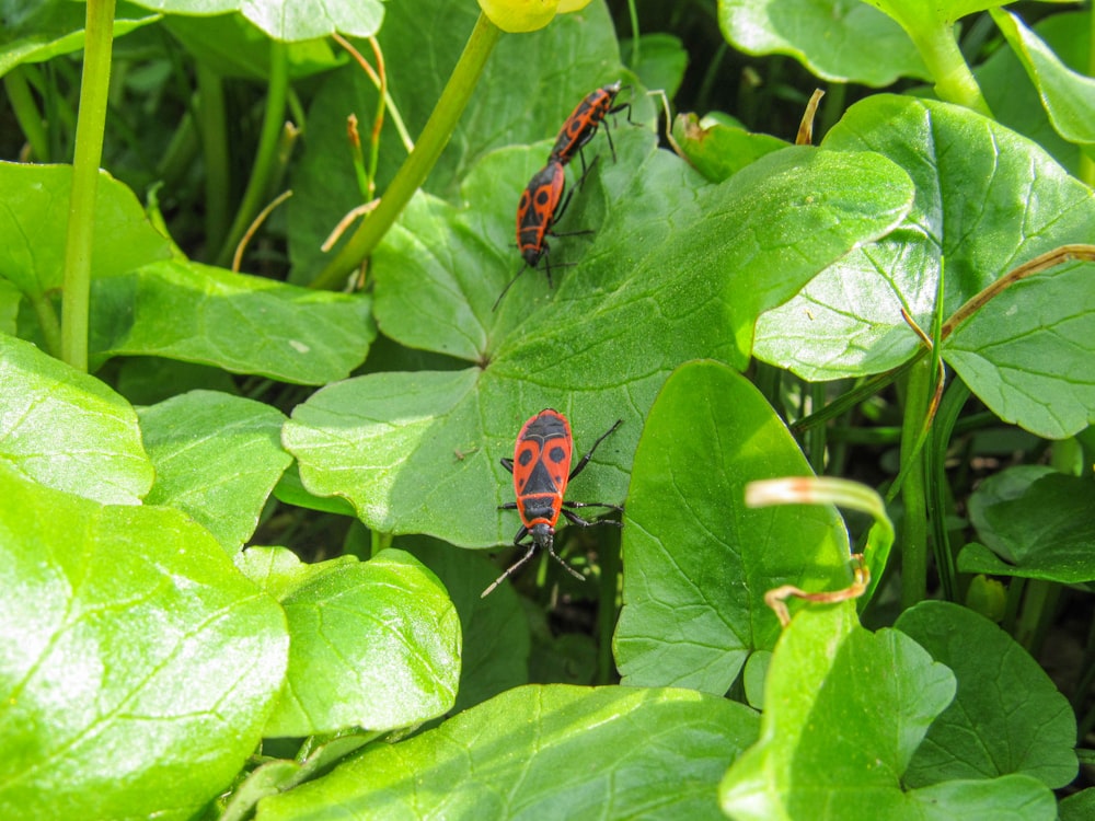 a couple of bugs sitting on top of green leaves