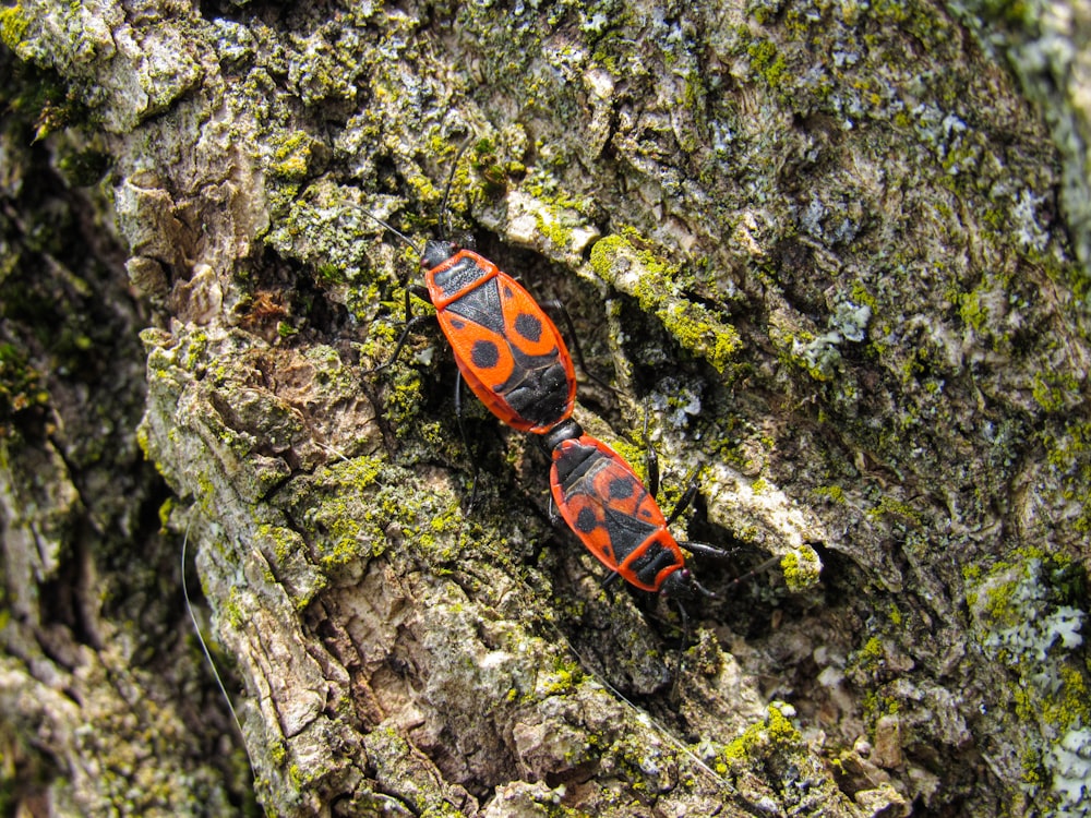 a red and black bug on a tree