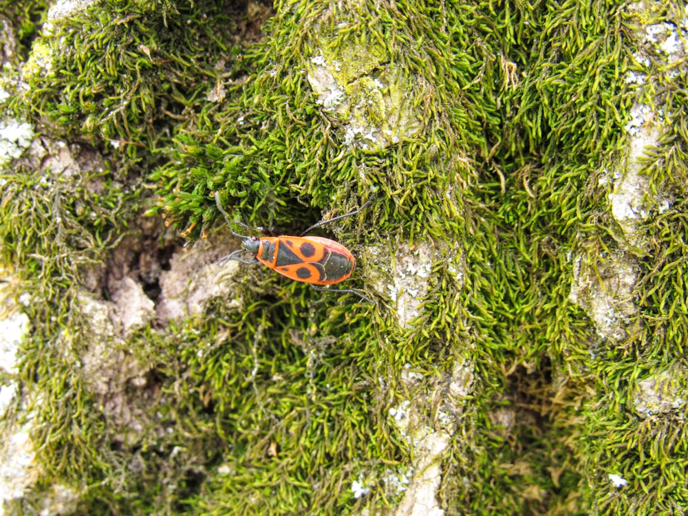 a close up of a bug on a mossy surface