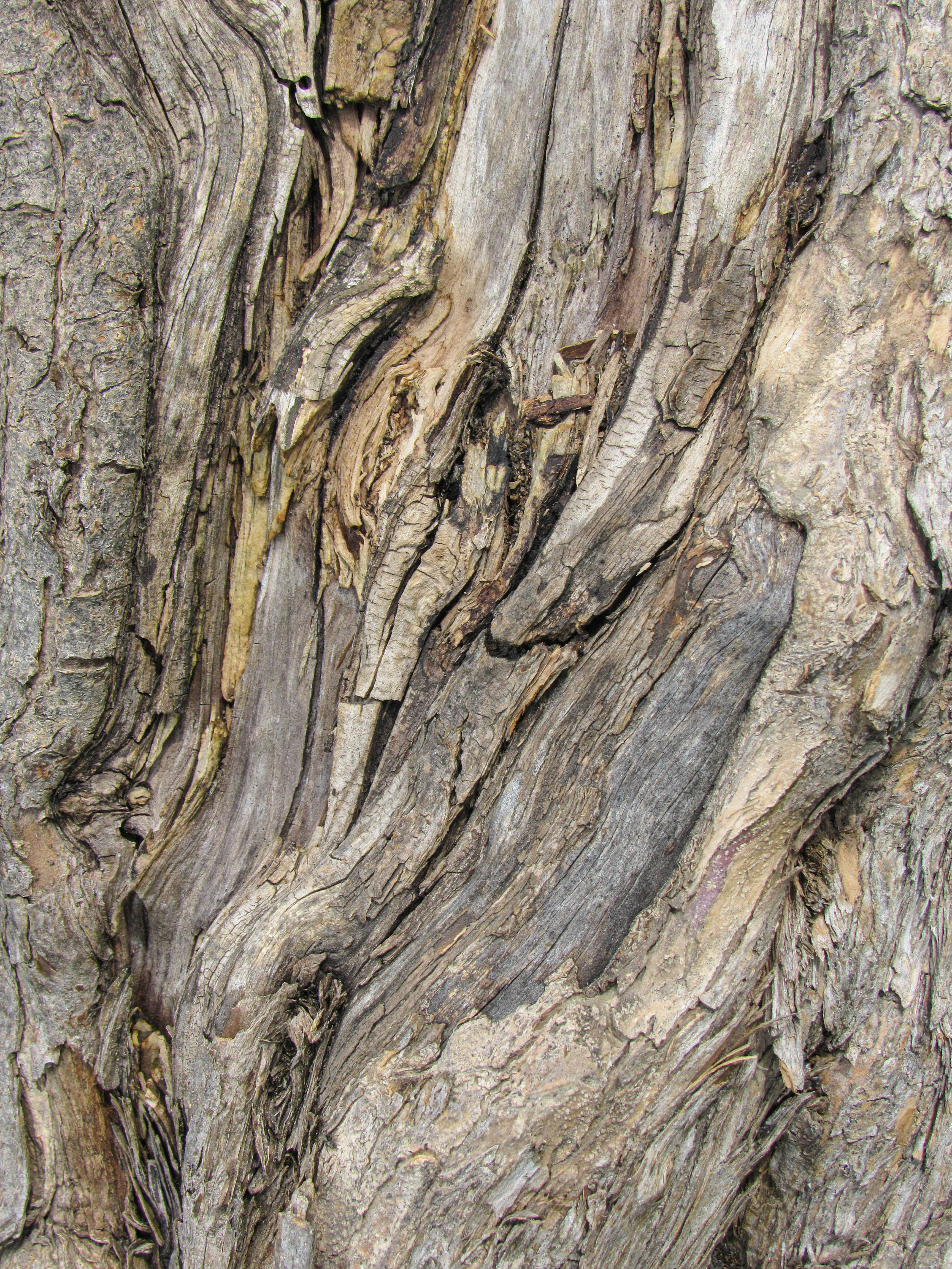 Beautiful tree trunk