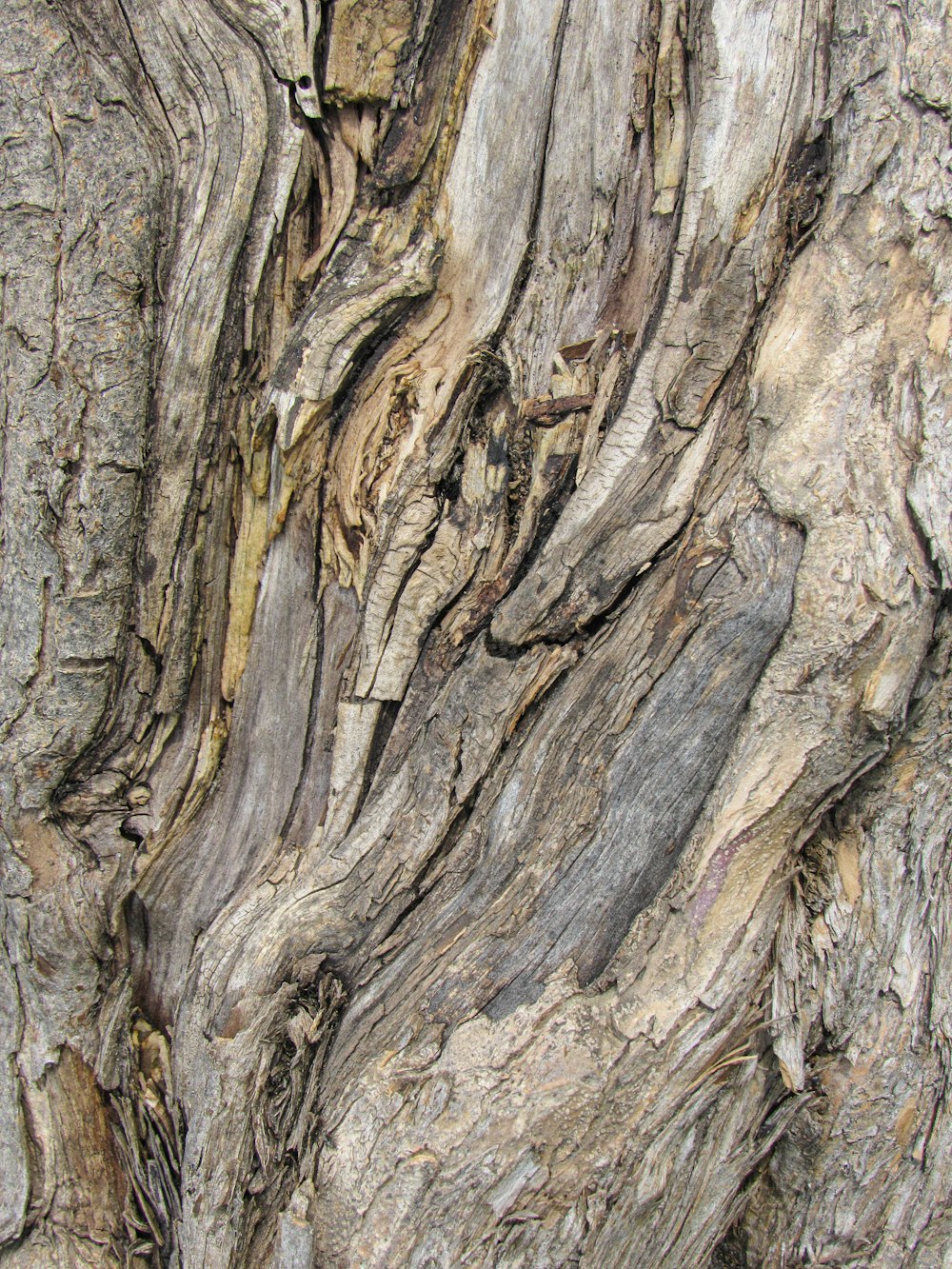 a close up of a tree bark texture