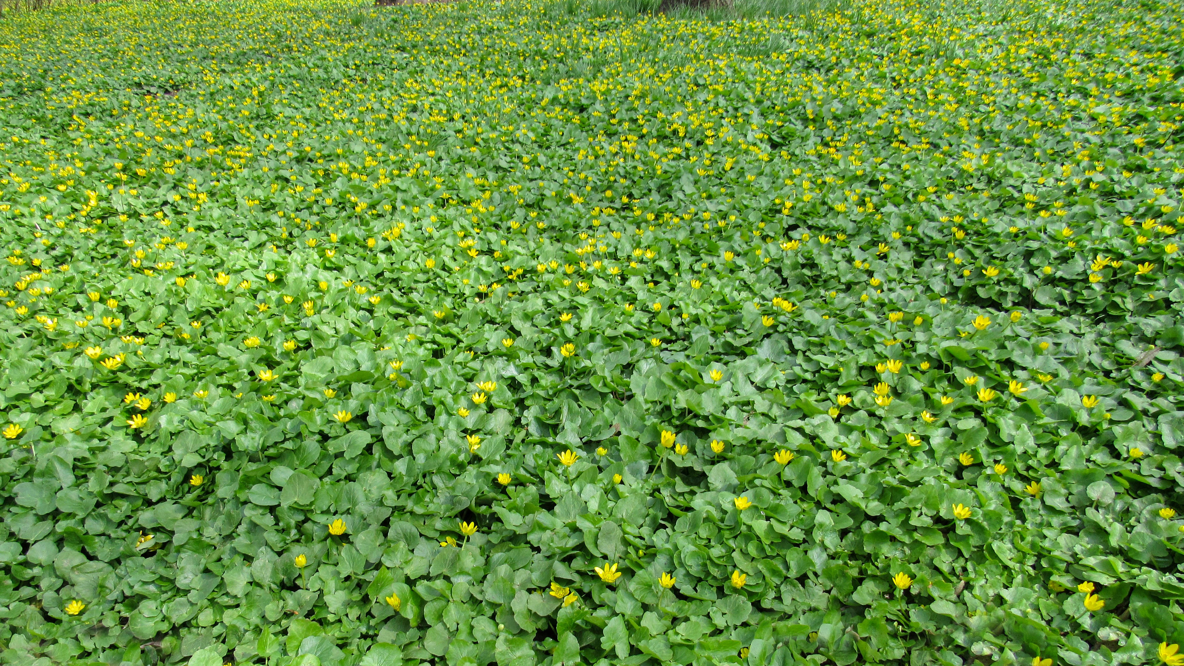 a field full of green plants with yellow flowers