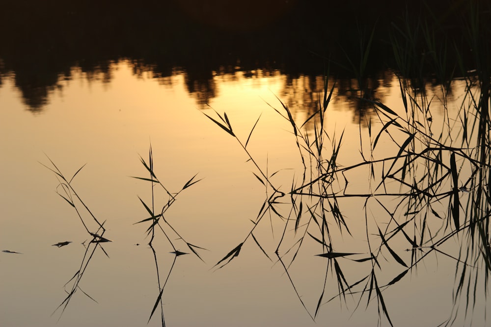 a body of water with reeds in the foreground and a sunset in the