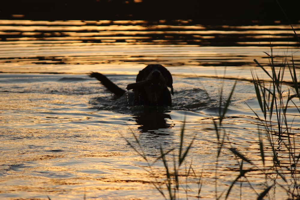 a dog swimming in a lake at sunset
