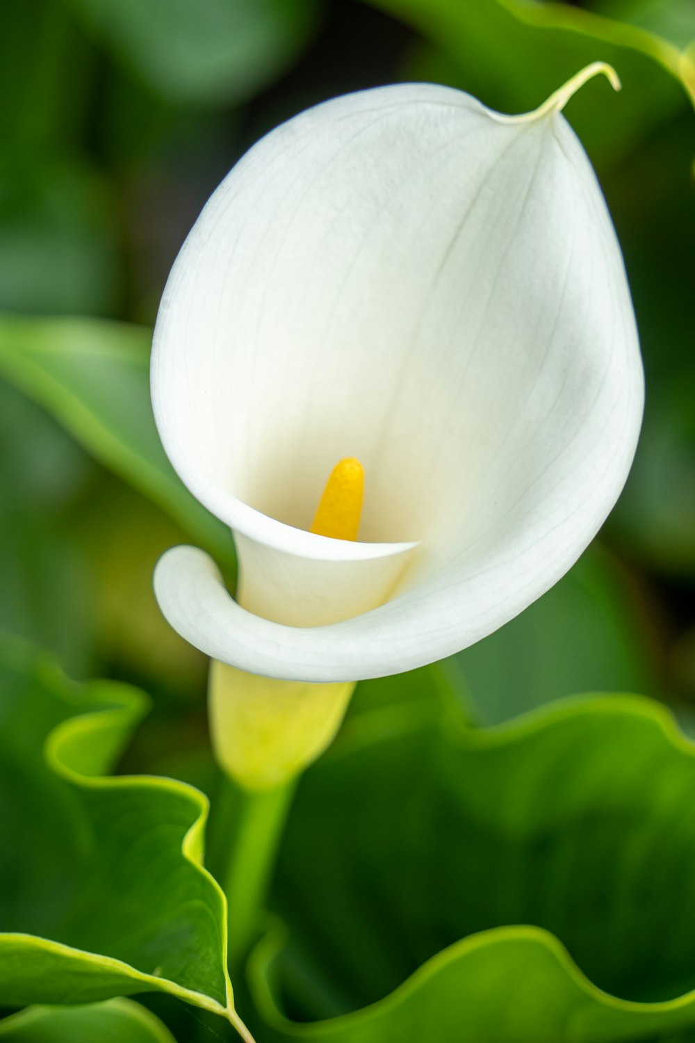 a close up of a white flower with green leaves