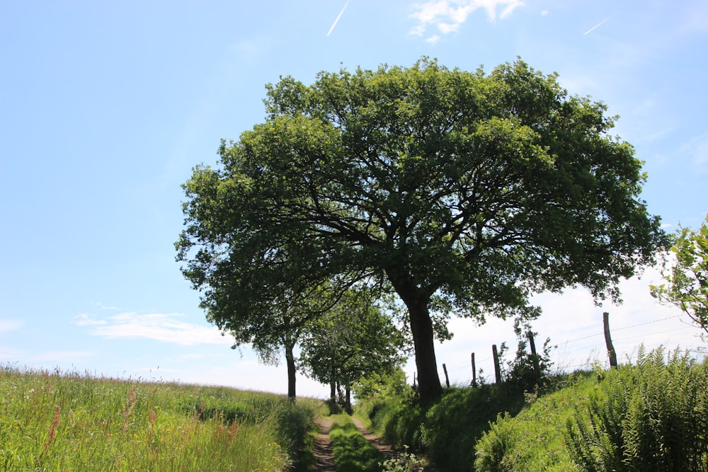 a dirt path with a tree on the side of it