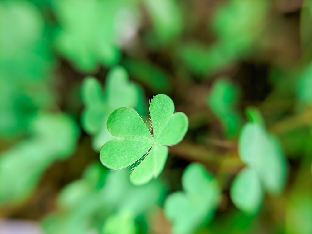 a close up of a four leaf clover