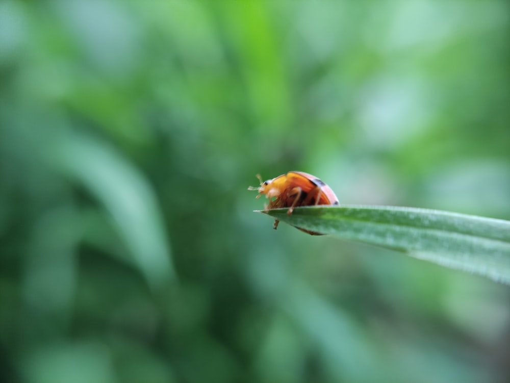 Una lady bug sentada encima de una hoja verde