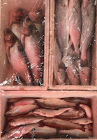 Close-up of fresh frozen fish neatly packed and ready for export