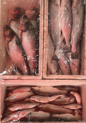 Close-up of fresh frozen fish neatly packed and ready for export
