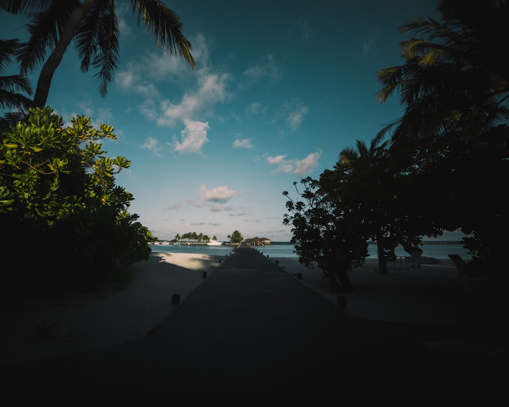 a path leading to a beach with palm trees