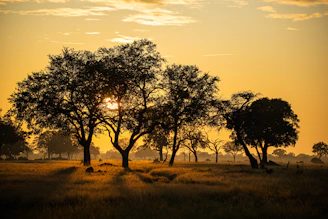 the sun is setting behind the trees in the field