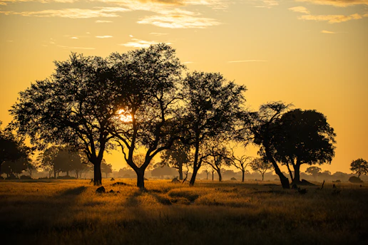 the sun is setting behind the trees in the field