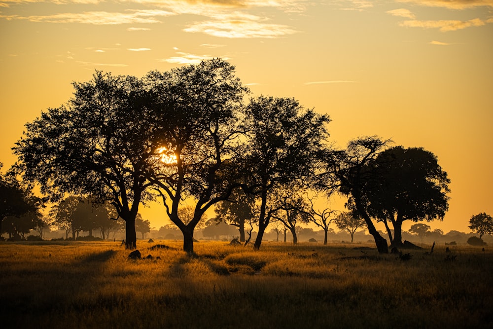 the sun is setting behind the trees in the field