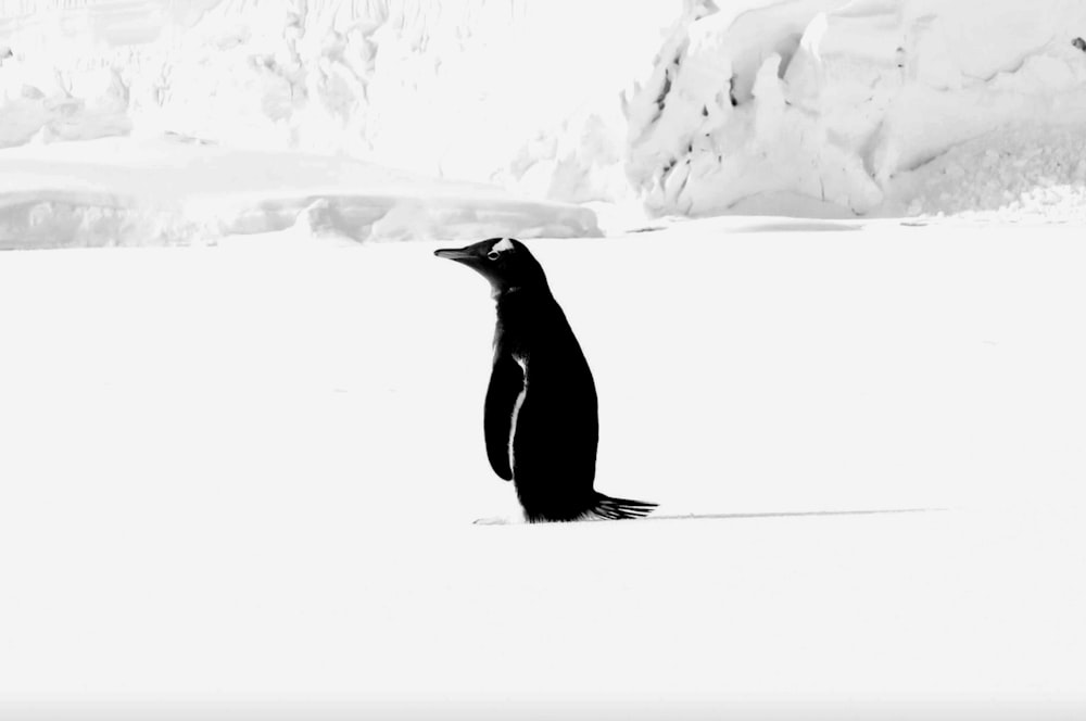 a black and white photo of a penguin in the snow