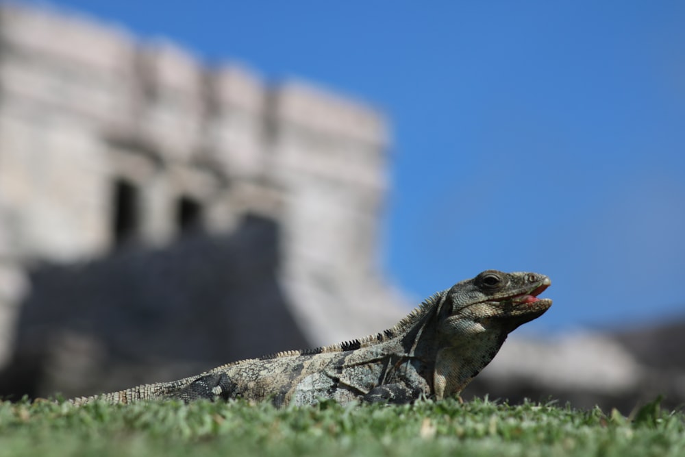 a large lizard sitting on top of a lush green field