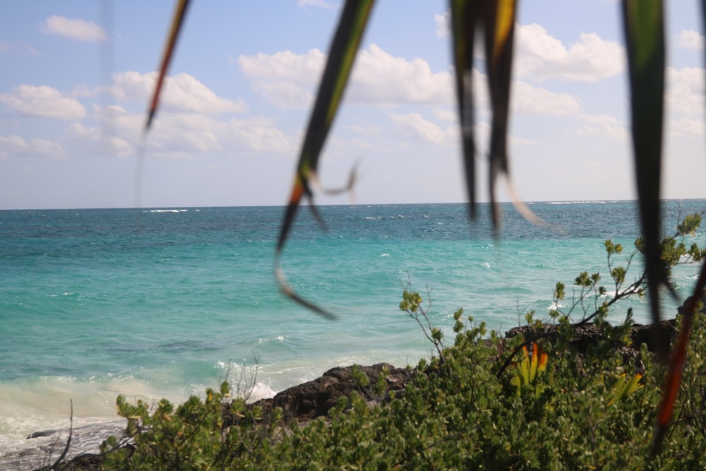 a view of the ocean from behind a tree