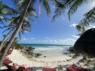 a sandy beach with chairs and palm trees
