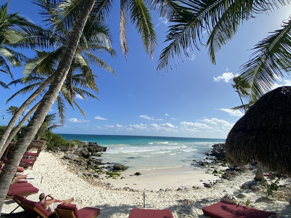 a sandy beach with chairs and palm trees