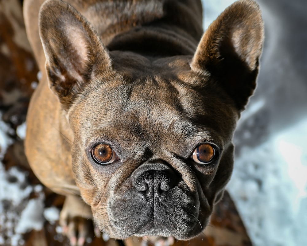 a small brown dog standing on top of a snow covered ground