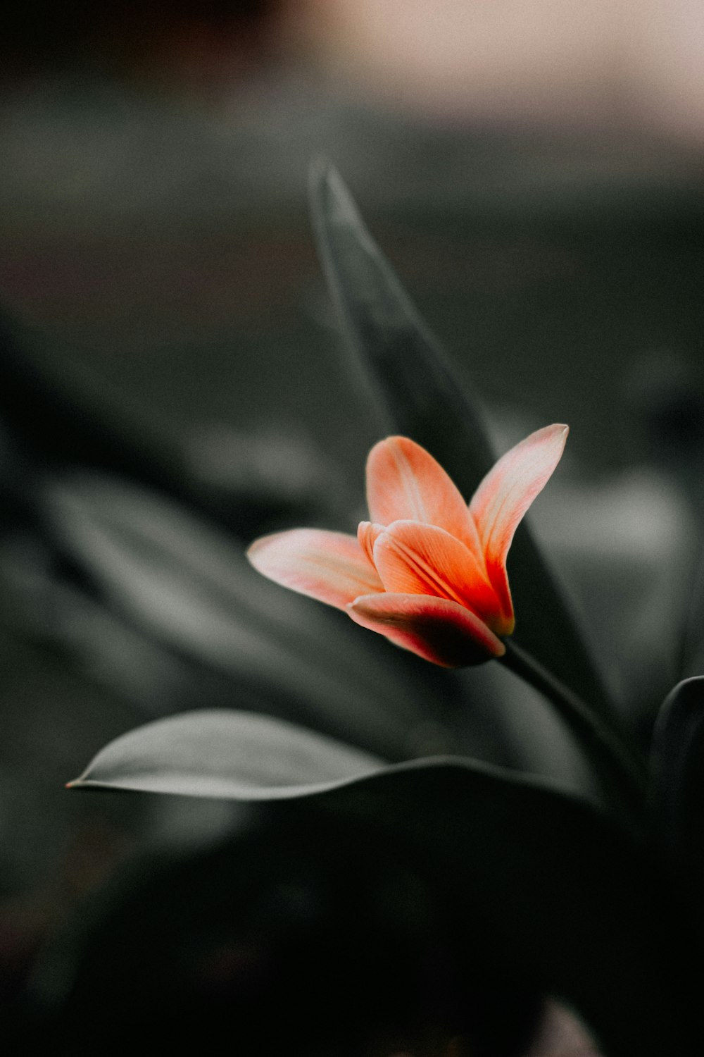 a close up of a flower with a blurry background