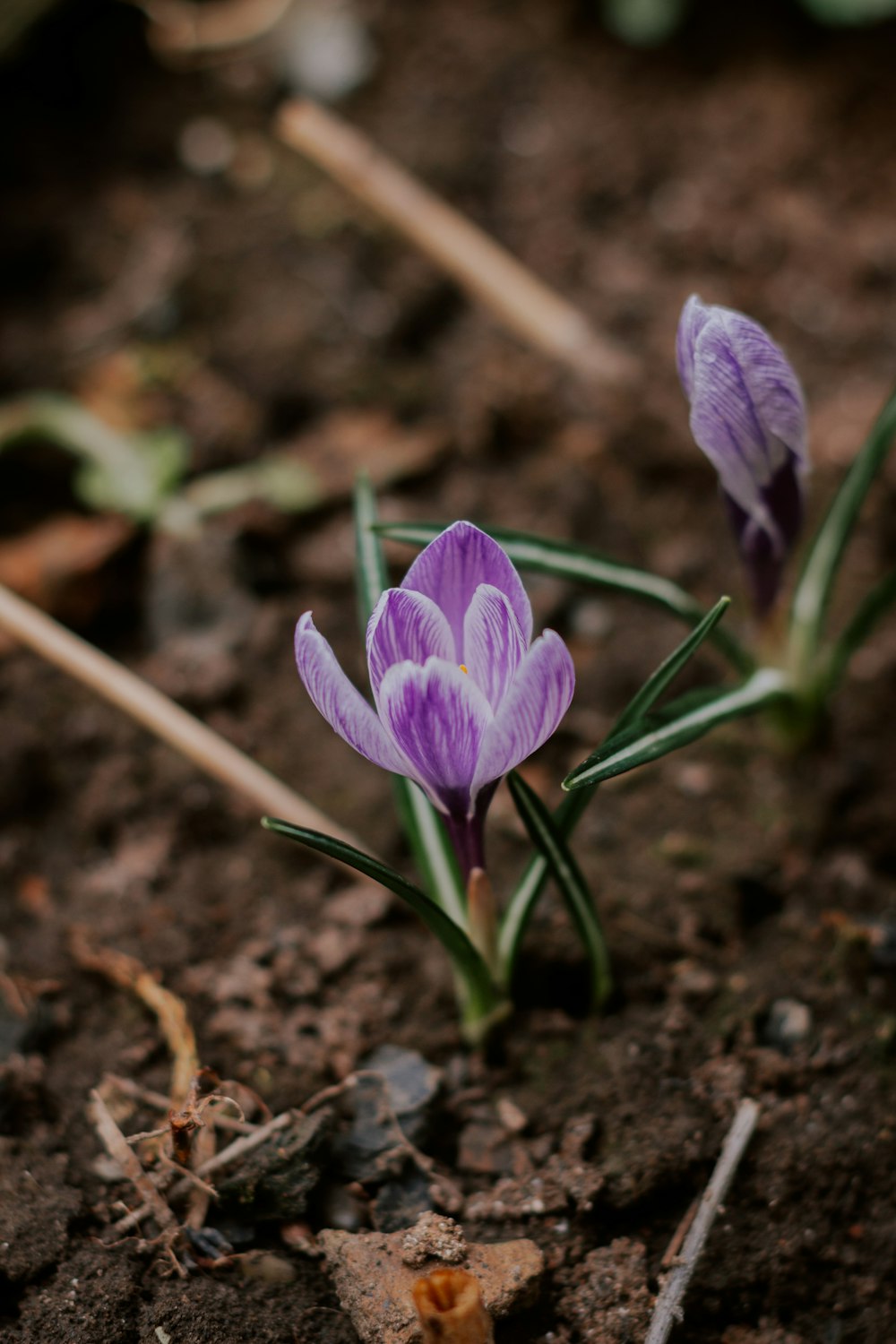 a couple of flowers that are in the dirt