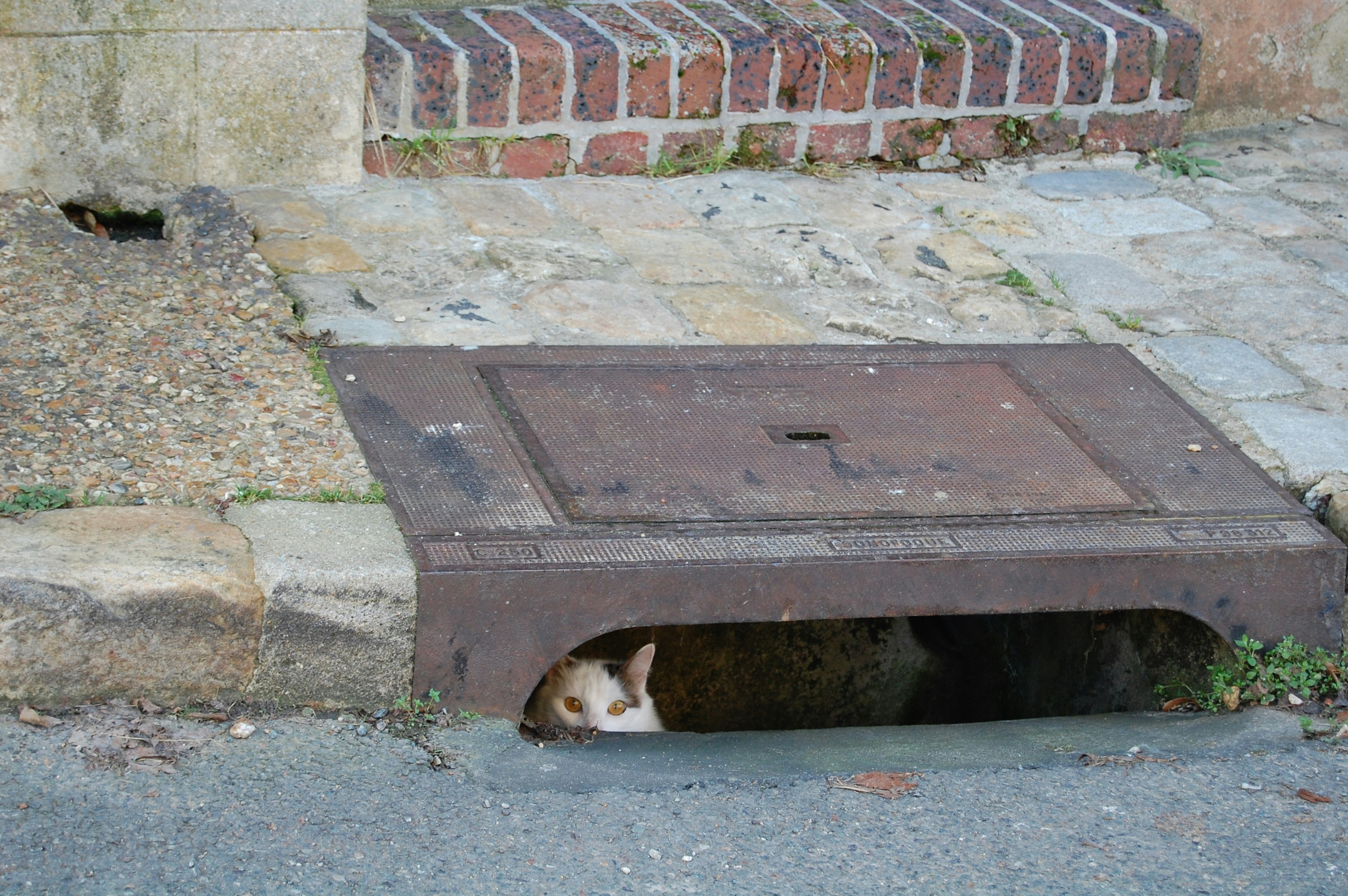 Chat d'égout