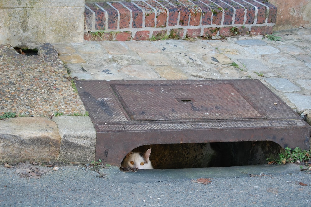 a cat laying in a hole in the ground
