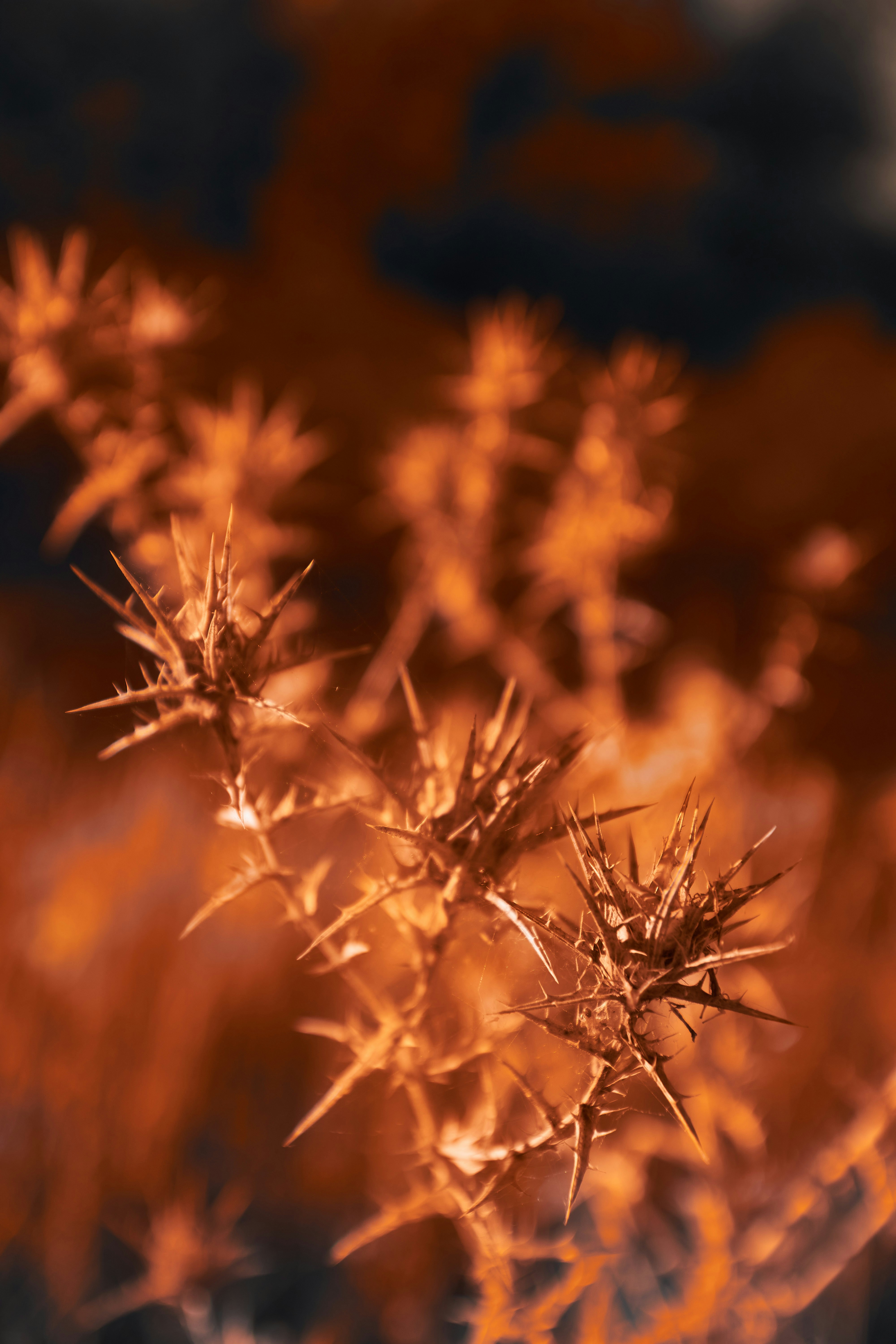 Photo by wolfgang_hasselmann