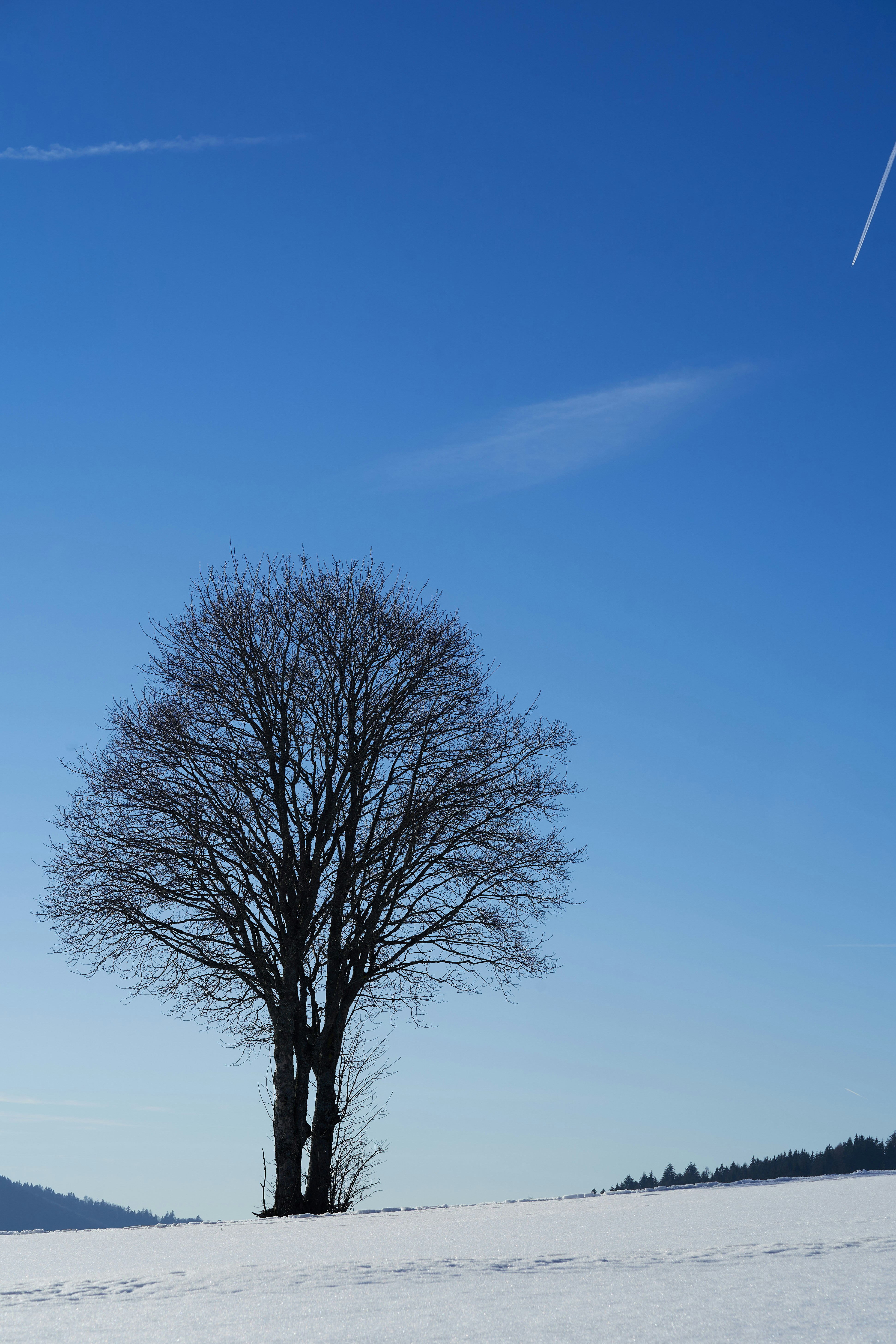 Photo by wolfgang_hasselmann