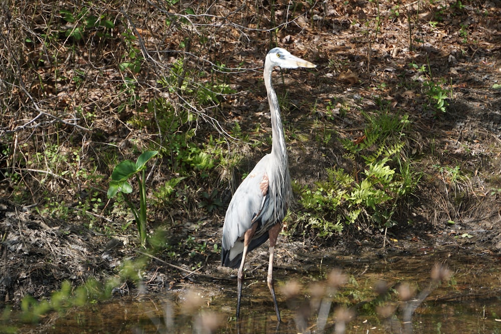 Un uccello in piedi nell'acqua vicino a una foresta