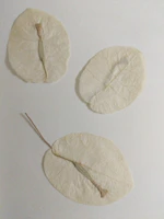 Delicate castor plant leaves resting on a smooth alabaster surface with muted gold accents.