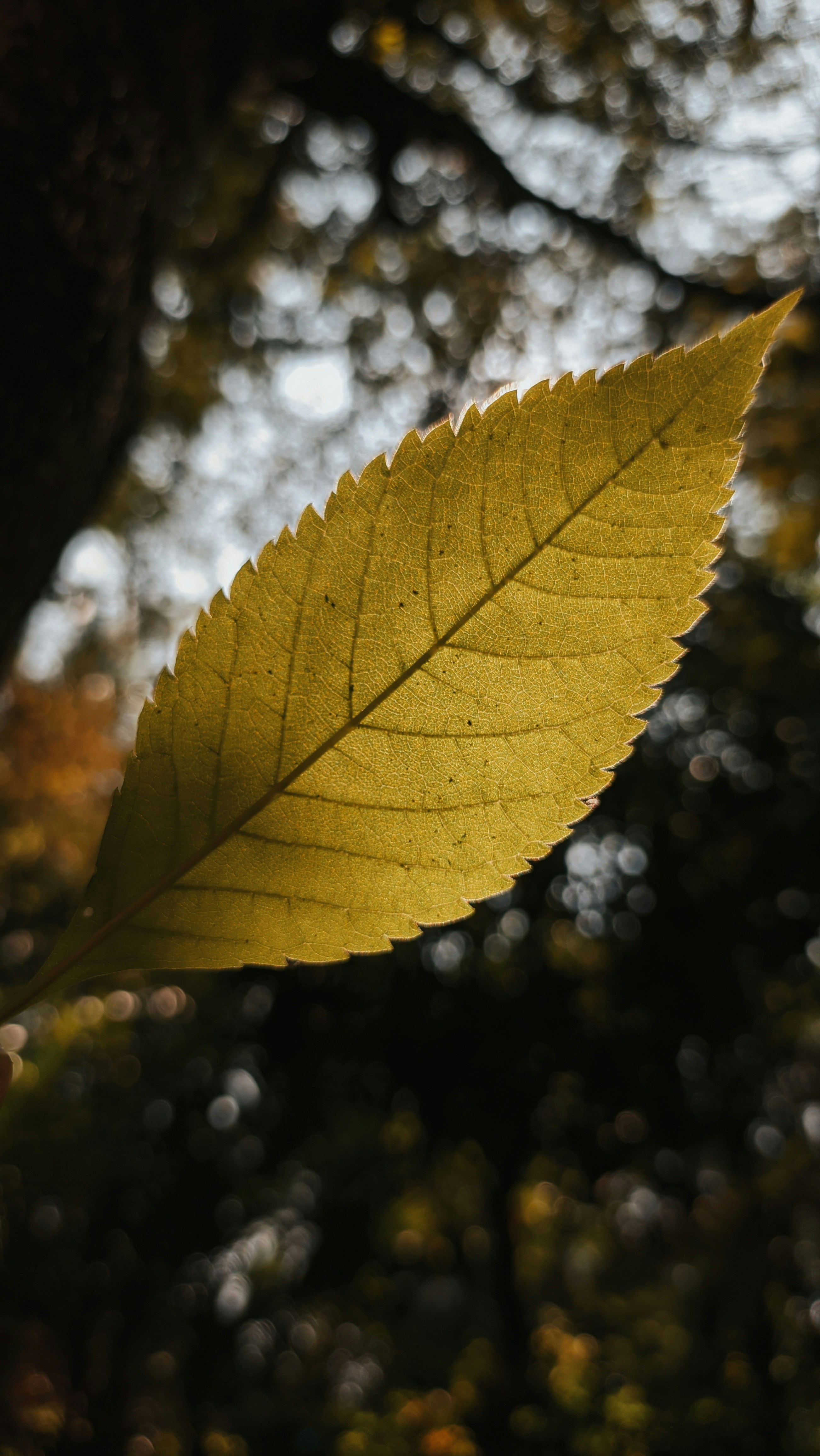 Photo by flashthepixels