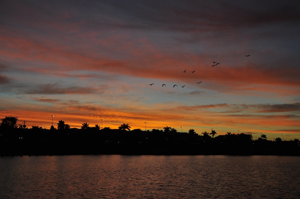 a flock of birds flying over a body of water