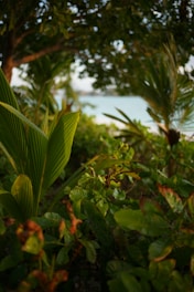 A warm, sunlit beach scene in Martinique with natural oils and tropical plants.