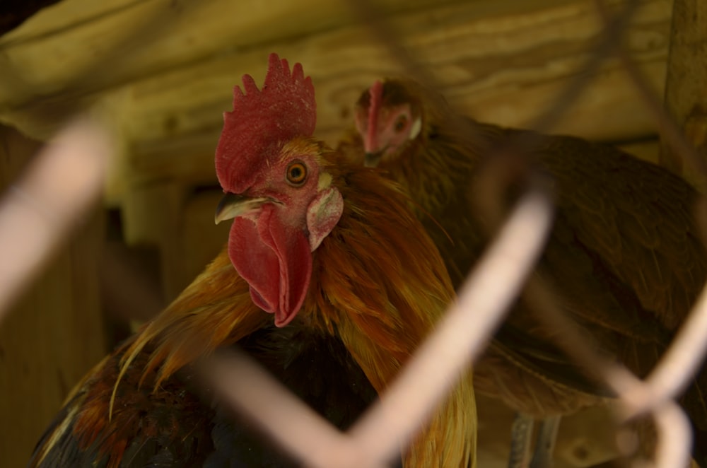 a close up of a chicken behind a fence