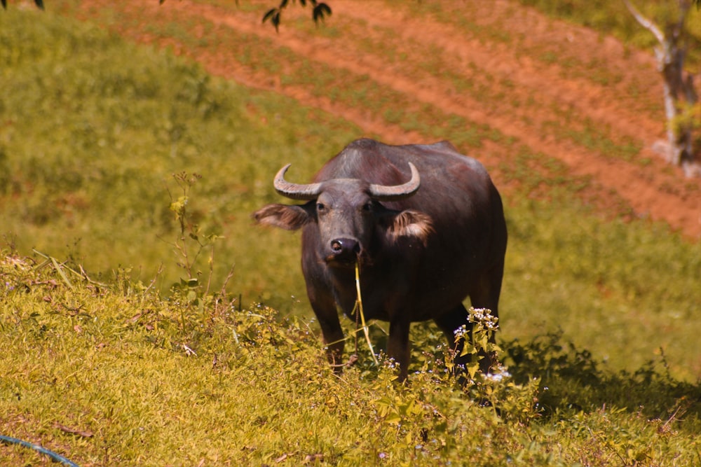 a bull with horns standing in a grassy field
