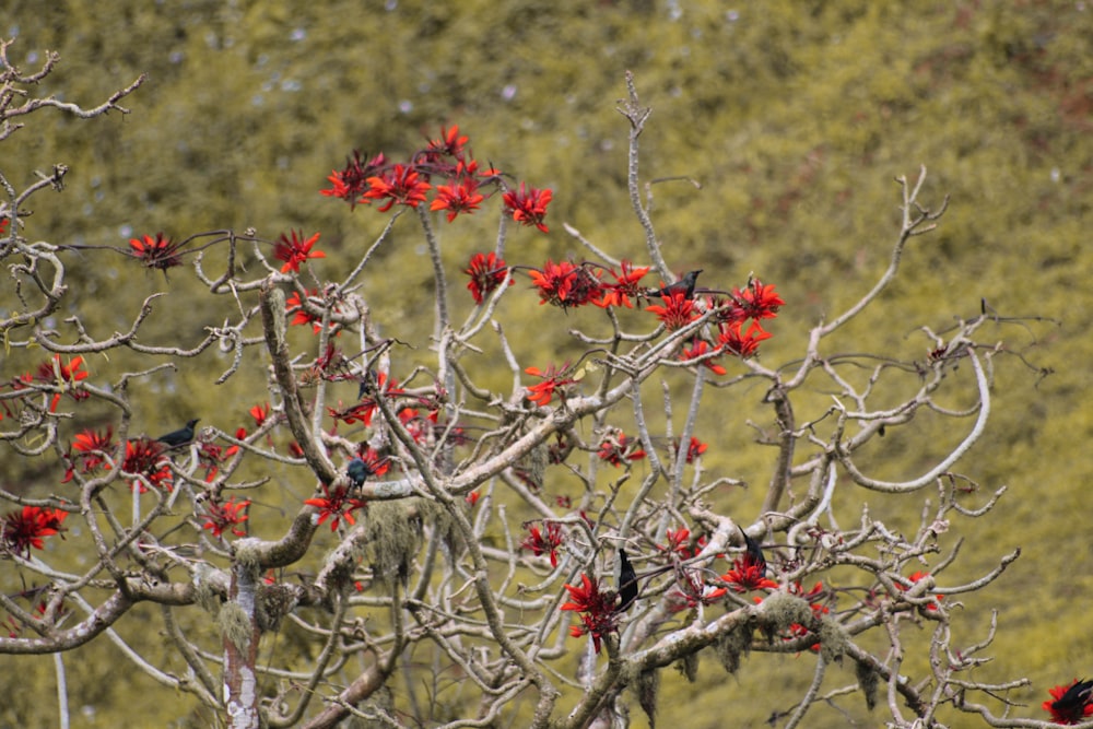 a tree with red flowers in front of a green hillside