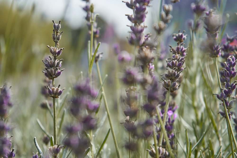 a field of lavender flowers with a sky in the background