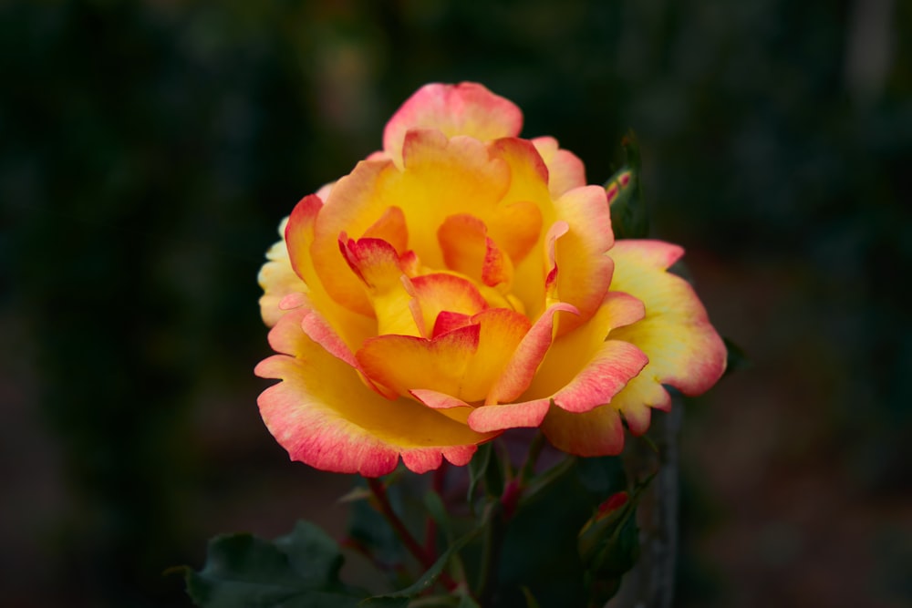 a yellow and red rose with green leaves