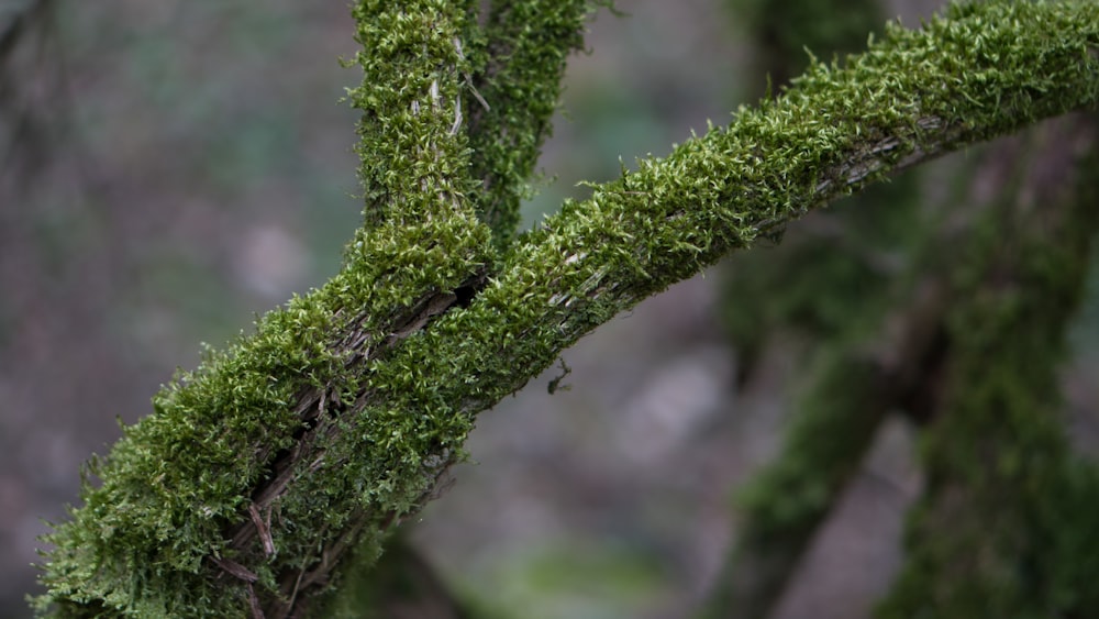 a close up of a tree branch with moss growing on it