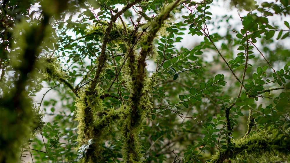 a bird perched on a tree branch covered in moss