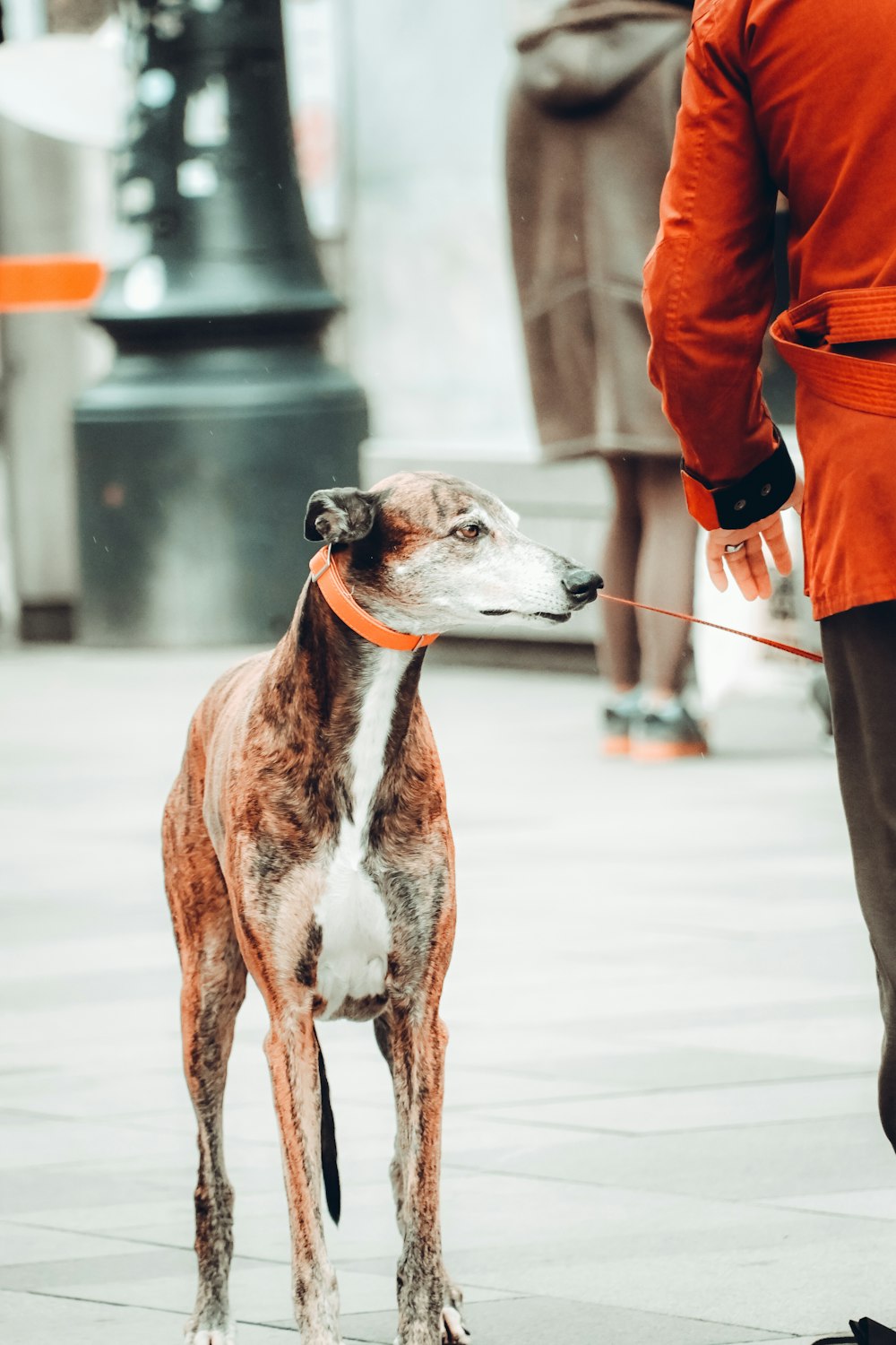 a brown and white dog standing on top of a sidewalk