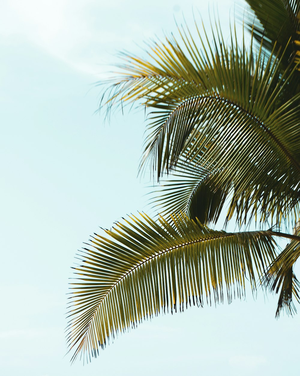 a palm tree with a blue sky in the background